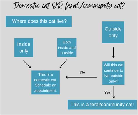 Feral Community Cats Spay Memphis