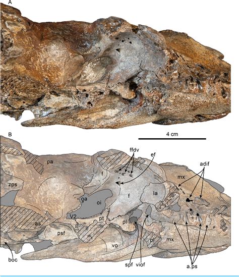 Figure 2 From New Heterodont Odontocetes From The Oligocene Pysht Formation In Washington State