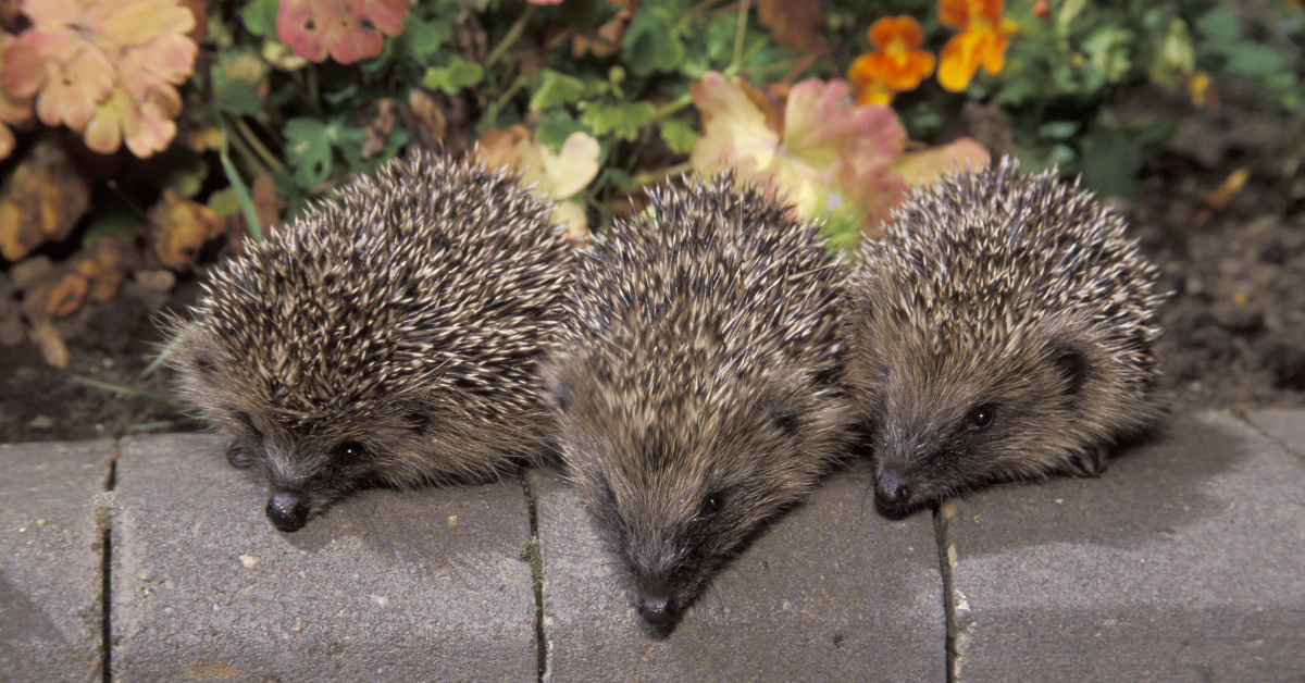 Five Things To Know About Hedgehogs Happy Beaks Blog