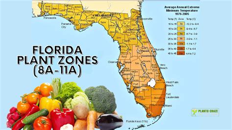 Florida Plant Zones With 7 Tips To Grow Plants In The Zone