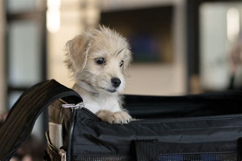 Fly Safe With Your Pets Interstate Health Certificate Houston Spca