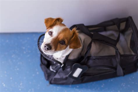 Flying With Dogs 26 Things To Know Before Flying With A Dog Trusted