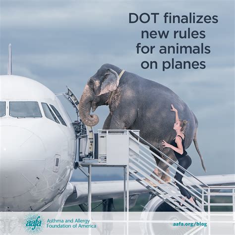 Flying With Emotional Support Animals Esa Care