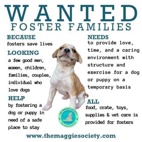 Foster Dogs How To Change A Dog S Name