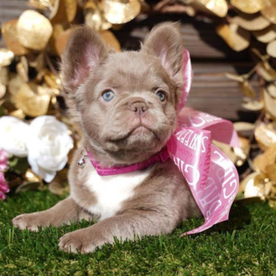 French Bulldog Price Frenchie Cost French Bulldog Puppy Prices