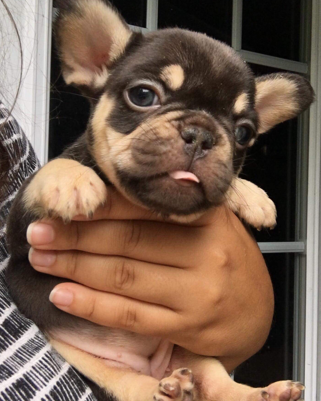 French Bulldog Puppies For Sale Houston Tx 295762