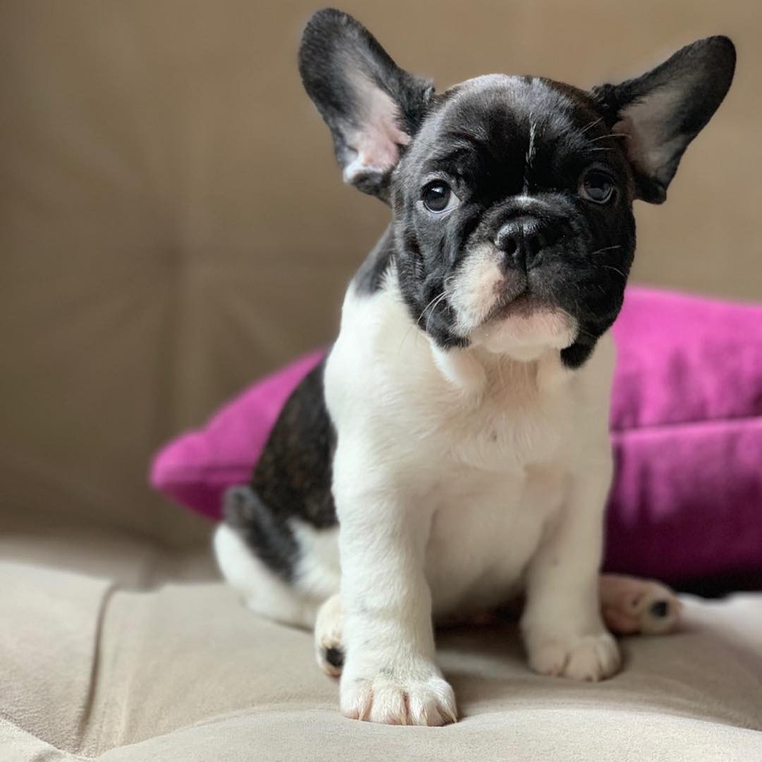 French Bulldog Puppies For Sale Orlando Fl 285438