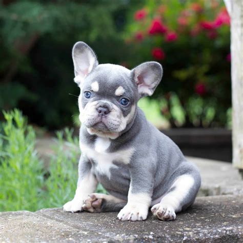 French Bulldog Puppies Pets Craigslist