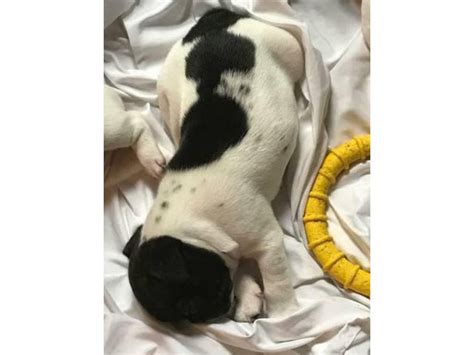 French Bulldogs With The Akc Paperwork Norfolk Puppies For Sale Near Me