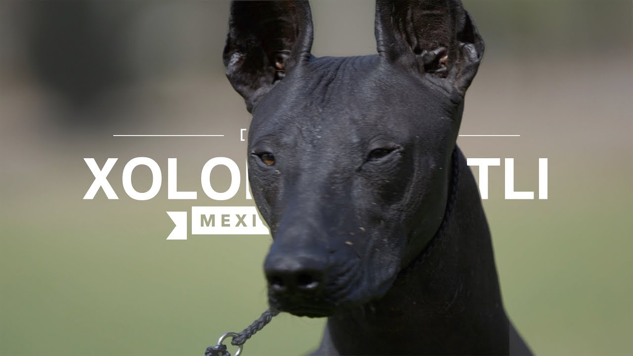 Full Size Mexican Hairless Dog Hotsell Www Danzhao Cc