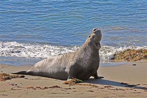 Fun Facts Friends Of The Elephant Seal