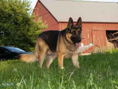 German Shepherd Dog Stud Akc Registered Stud Dog In Ohio The United States Breed Your Dog