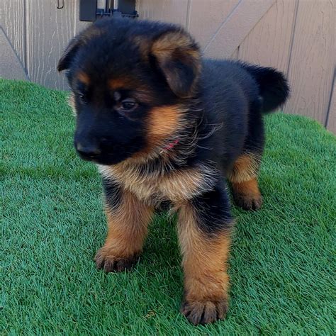 German Shepherd Puppies For Sale Los Angeles Ca 291819