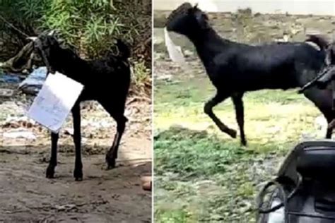 Goat Eat Many Essential Papers With Government Files See Video Newstrack English 1