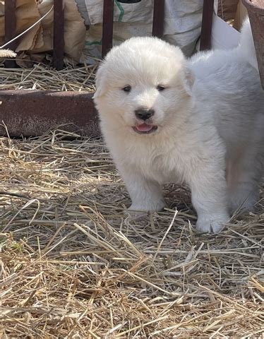 Great Pyrenees With Akc Paperwork Nex Tech Classifieds