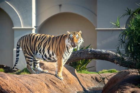 Habitat Of Mike The Tiger At Lsu Editorial Stock Photo Image 54614213