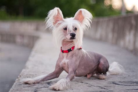 Hairless Dog