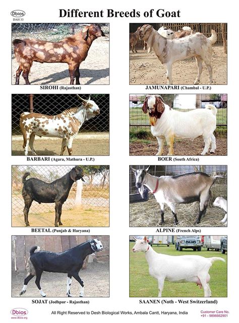 Having Learnt About Breeding Different Goats Breeds Then Its Time For