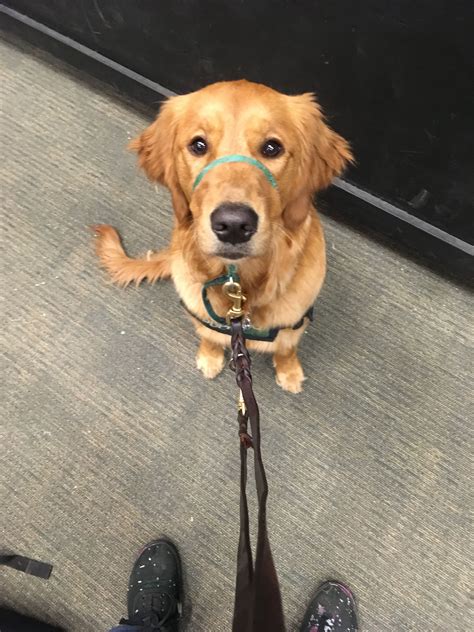 He Knows He S Handsome Golden Retriever Service Dog Psychiatric