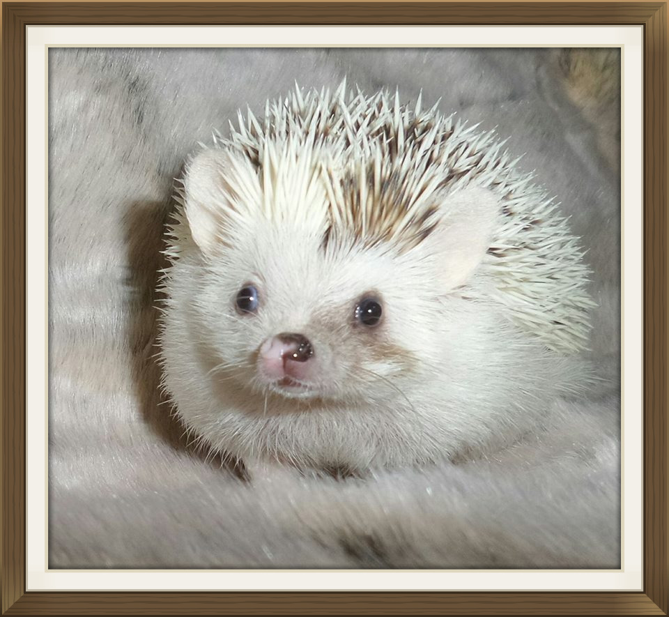 Hedgehogs For Sale Hedgehog Information And Pet Hedgehogs