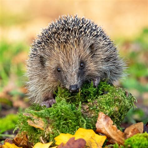 Hedgehogs Houses For Hedgehogs Other Supplies Petfoods Co Uk