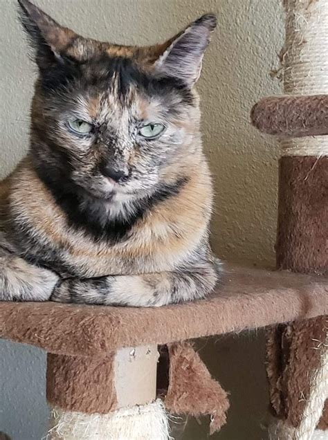 Her Photo For All Her Vet Paperwork R Torties