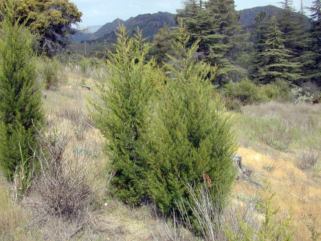 Hesperocyparis Forbesii Calflora