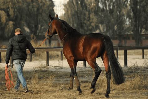 Horse Ownership Guide The Horse And Stable