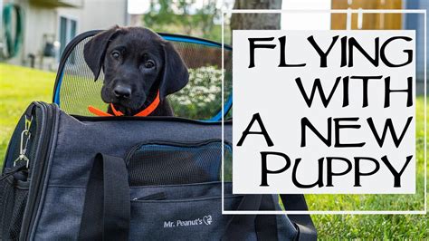 How Can I Fly With My Puppy