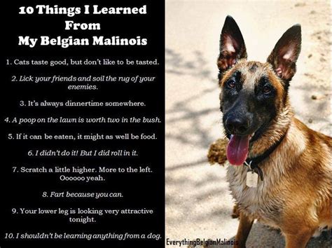 Belgian Malinois Authenticity Certificate Paperwork