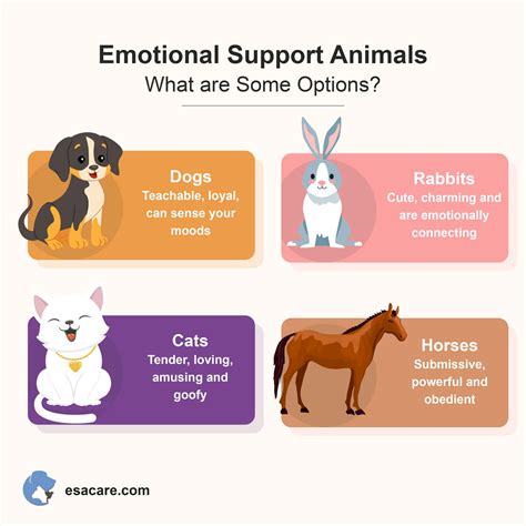 How Do Emotional Support Animals Help Step By Step Guide