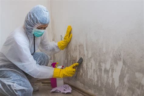 5 Mold Remediation Tips