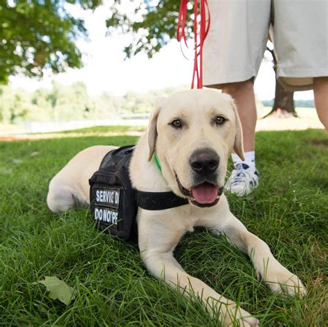 How Do You Get A Dog Certified As A Service Dog