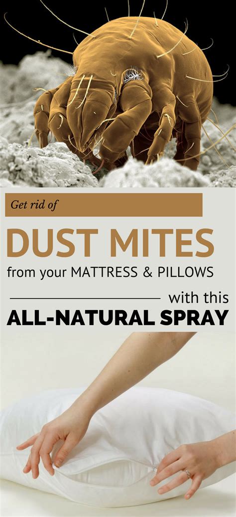 How Do You Get Rid Of Dust Mites In Your Carpet Www