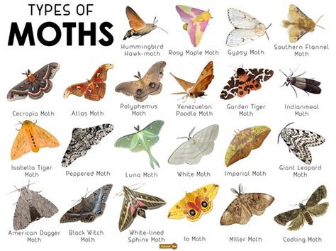 5 Tips Moth Paperwork