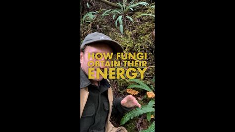 How Fungi Obtain Their Energy Youtube