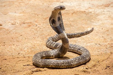 How Many Types Of Cobras Are There Which Species Are Most Venomous