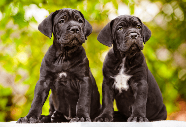 5 Ways Cane Corso Costs