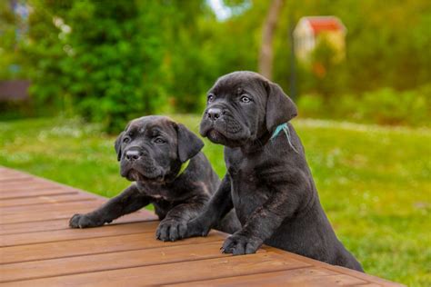 How Much Cane Corso Puppies Cost Prices Of 751 Cane Corso Puppies Reviewed