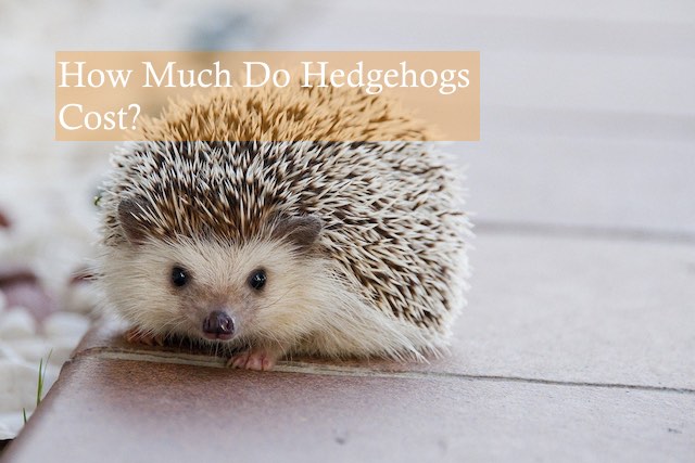 How Much Do Hedgehogs Cost Hedgehog Care 101