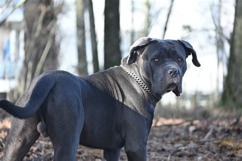 How Much Does A Cane Corso Cost Puppy Prices And Monthly Expenses