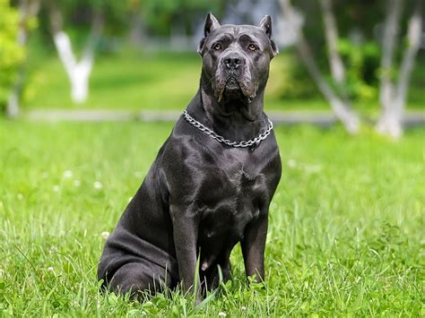 How Much Does A Cane Corso Cost Youtube