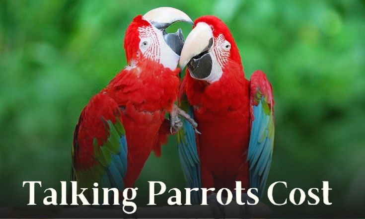 How Much Does A Talking Parrot Cost Updated In 2024