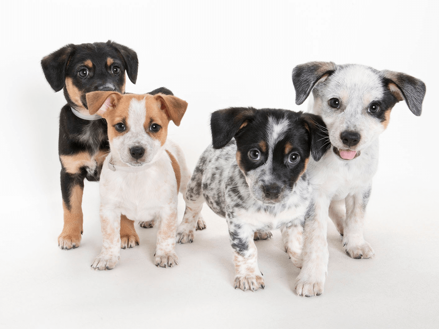 How Much Does It Cost To Adopt A Puppy From Spca