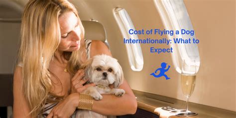 How Much Does It Cost To Fly A Dog Internationally Citizenshipper Blog