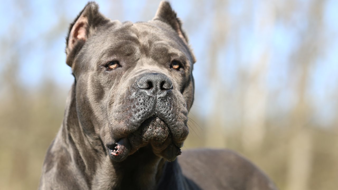 How Much It Costs To Own And Keep A Cane Corso Youtube