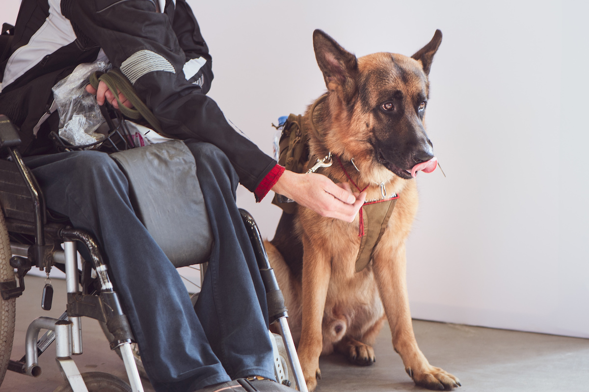 How Service Dogs Help People With Disabilities Travel In Texas