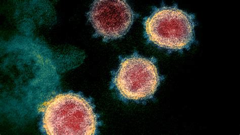 How The Coronavirus Can And Cannot Spread Sex Sneezing Surfaces