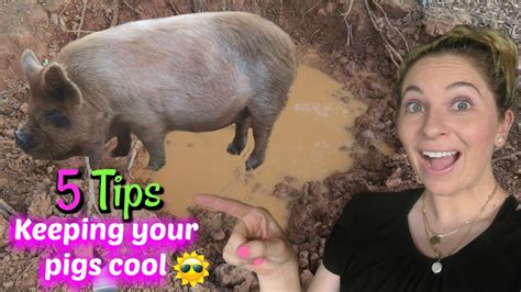 How To 5 Ways To Keep Pigs Cool In The Summer Kunekune Homestead Youtube