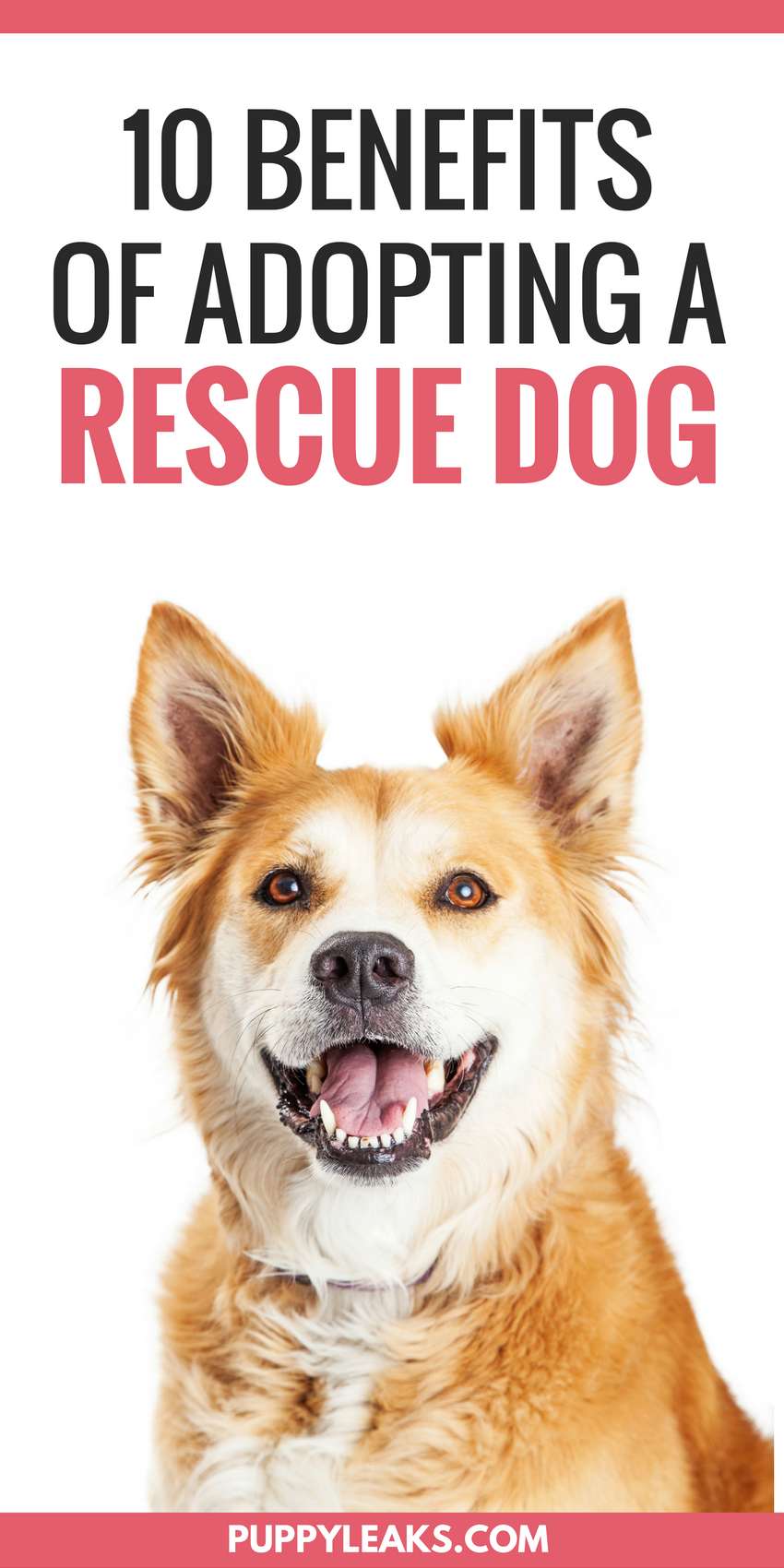 How To Adopt A Rescue Dog Your Step By Step Guide Puppy Adoption